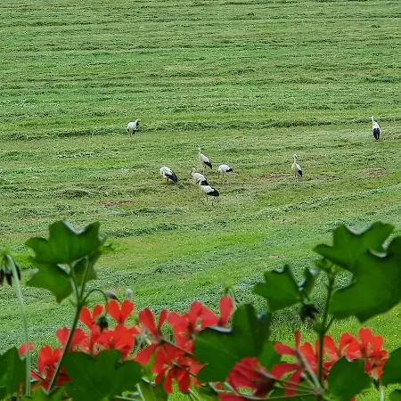 Am Rain Appartamento Winden im Elztal
